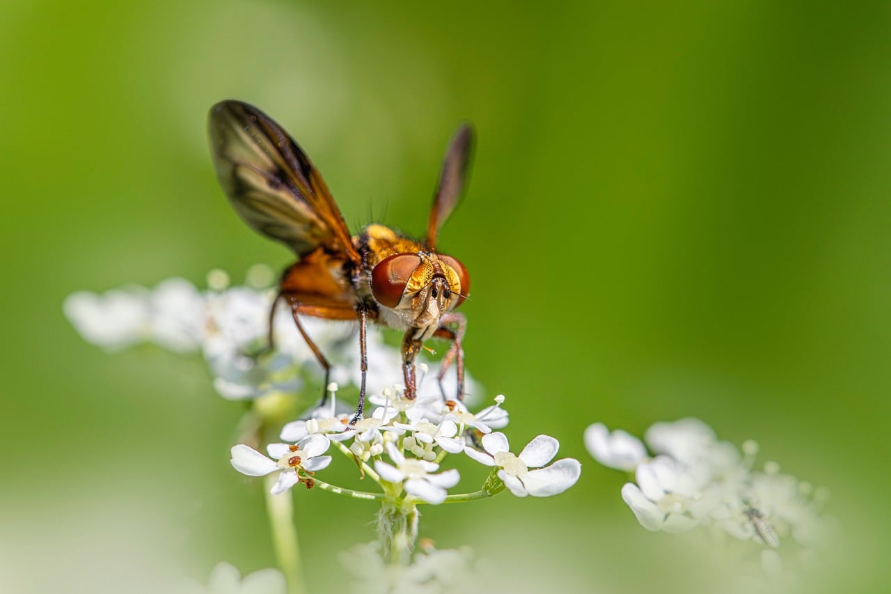 Download free HD stock image of Insects Biodiversity Free Insects Biodiversity photo and picture