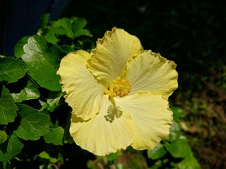 Blomst, Plante, Hibiscus, Rosa Sinensis