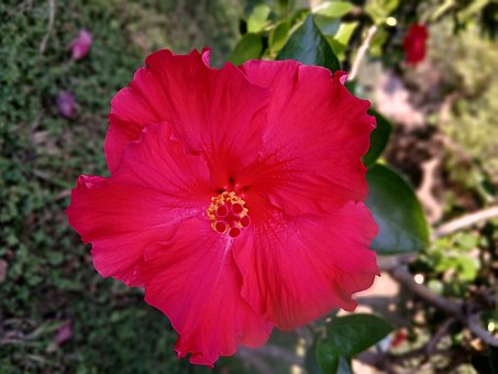 Blomst, Plante, Hibiscus, Rosa Sinensis