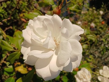 Blomst, Plante, Hibiscus, Rosa Sinensis