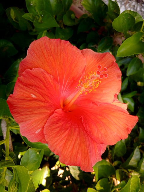 Blomst, Plante, Hibiscus, Rosa Sinensis