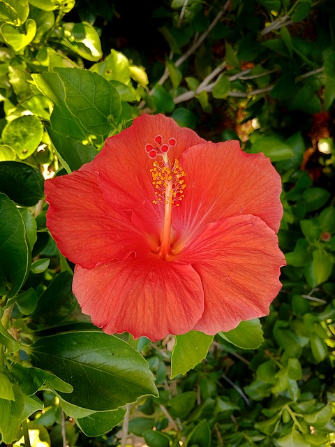 Blomst, Plante, Hibiscus, Rosa Sinensis