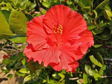 Blomst, Plante, Hibiscus, Rosa Sinensis