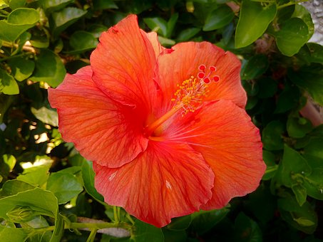 Blomst, Plante, Hibiscus, Rosa Sinensis