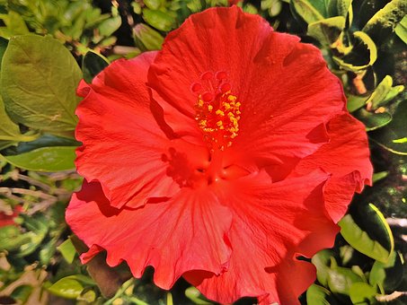 Blomst, Plante, Hibiscus, Rosa Sinensis