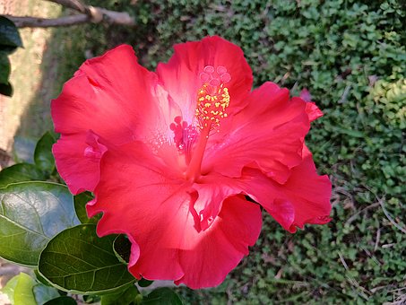 Blomst, Plante, Hibiscus, Rosa Sinensis