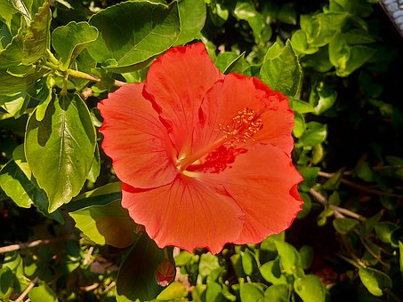 Blomst, Plante, Hibiscus, Rosa Sinensis