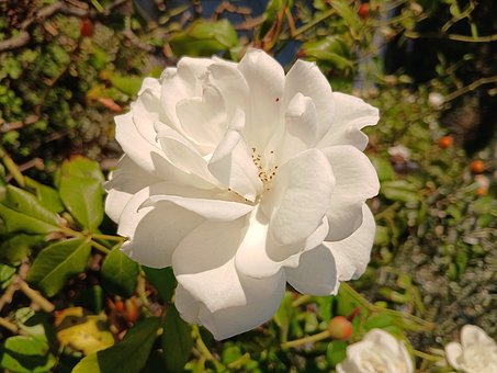 Blomst, Plante, Natur, Italien, Ligurien