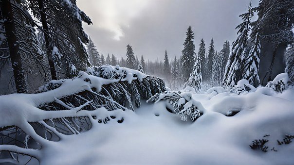Winterwald, Verschneiter Wald