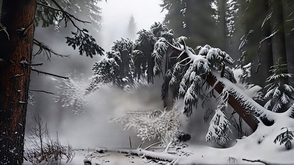 Winterwald, Verschneiter Wald, Schnee