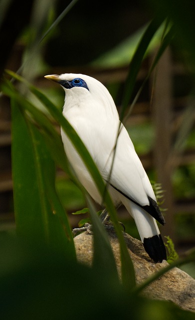 Étourneau De Rothschild, Pájaro
