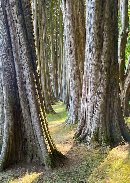 Free Forest Nature photo and picture