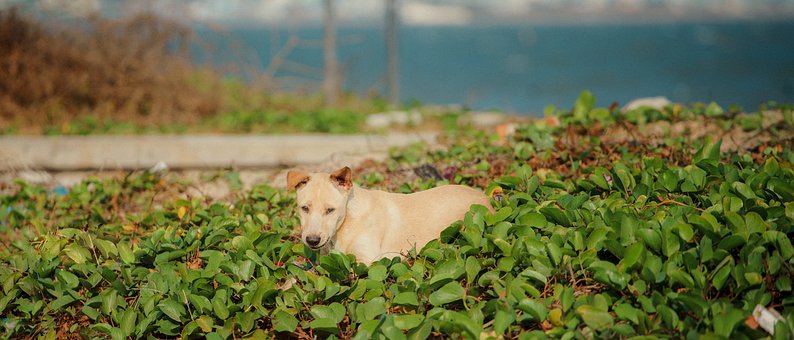 Free Dog Pretty photo and picture