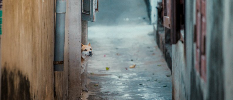 Free Dog Grey photo and picture