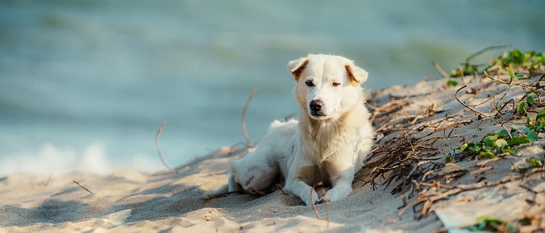 Free Dog Sea photo and picture