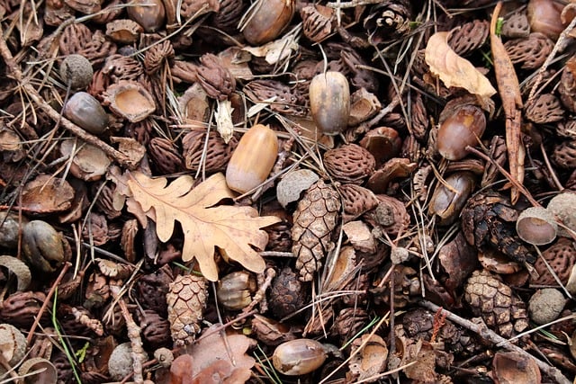 forest floor, acorns, oak leaves, pine cones, almond shells, nut shells, brown, nature, autumn leaves, ecosystem, autumn, forest, natural textures, forest life, rustling leaves, biodiversity, dry leaves, soil, natural resources