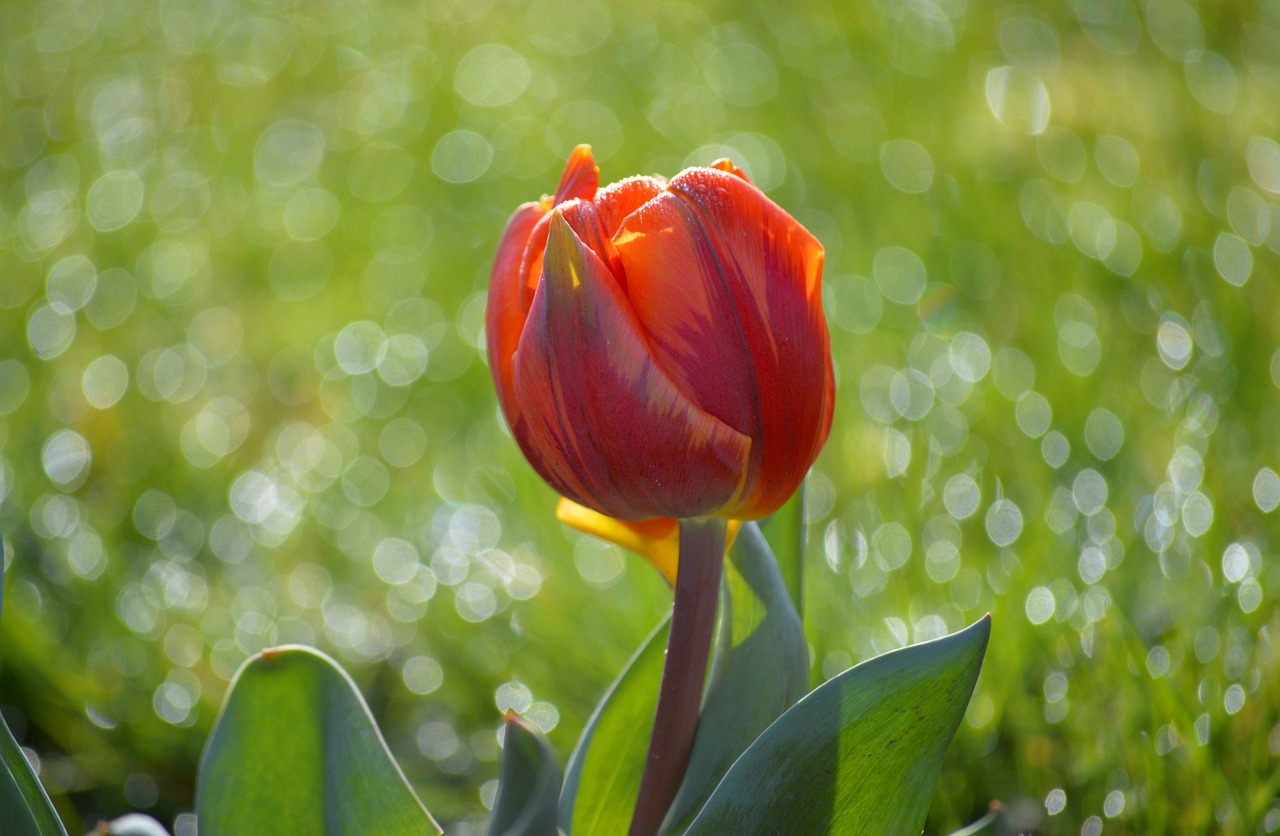 Bunga Tulp Latar Belakang Hd - Foto gratis di Pixabay