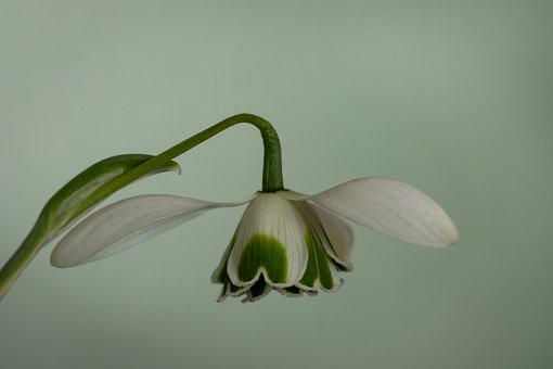 Free Nature Snowdrop photo and picture