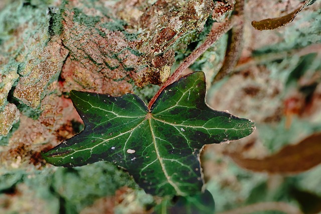 Hera, Folha, Verde, Close-Up, Casca