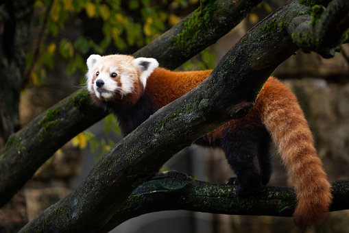 Panda Rojo, Animal, Naturaleza, Zoo