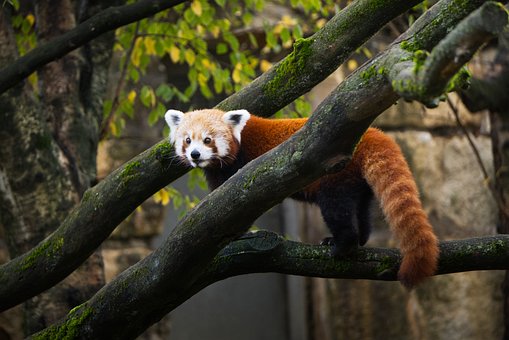 Panda Rojo, Animal, Naturaleza, Zoo