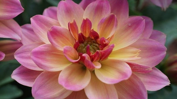Free Chrysanthemum Nature photo and picture