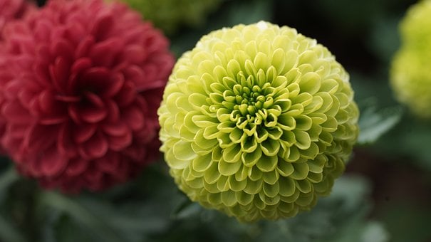 Free Chrysanthemum Flower photo and picture