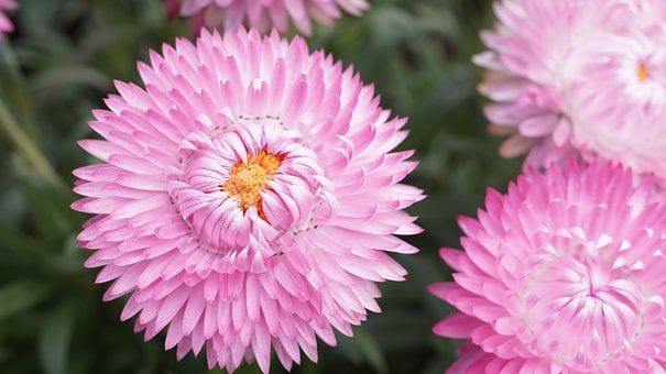 Free Chrysanthemum Blossom photo and picture