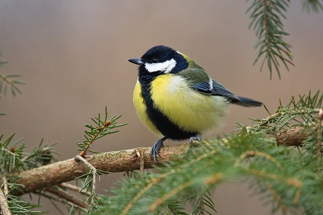 Free Nature Bird photo and picture