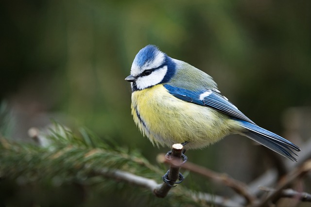 Free Blue Tit Nature photo and picture