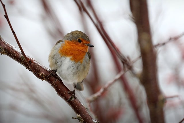 Free Robin Bird photo and picture