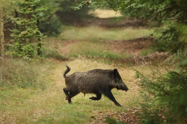 Free Wild Boar Nature photo and picture