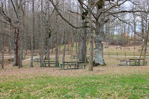 Bossen, Woud, Bos, Forest, Bomen