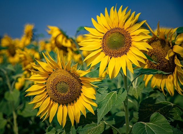 Girassol, Flor, Amarelo, Florescer