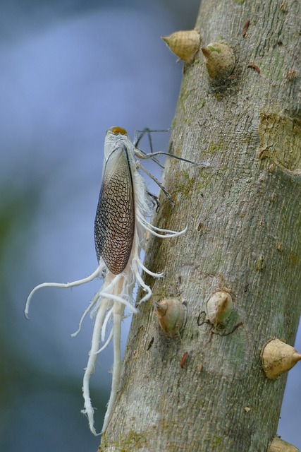 Free Cicada Wax-Tailed Cicada photo and picture