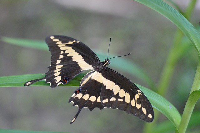Free Butterfly Insect photo and picture