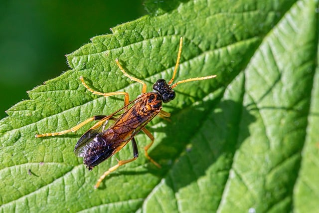 Free Insect Behavior photo and picture