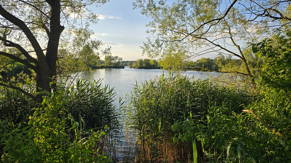 Lake Lakeshore Reeds Reed - Free photo on Pixabay