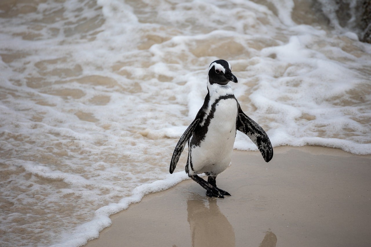 Penguin - free online jigsaw puzzle photo
