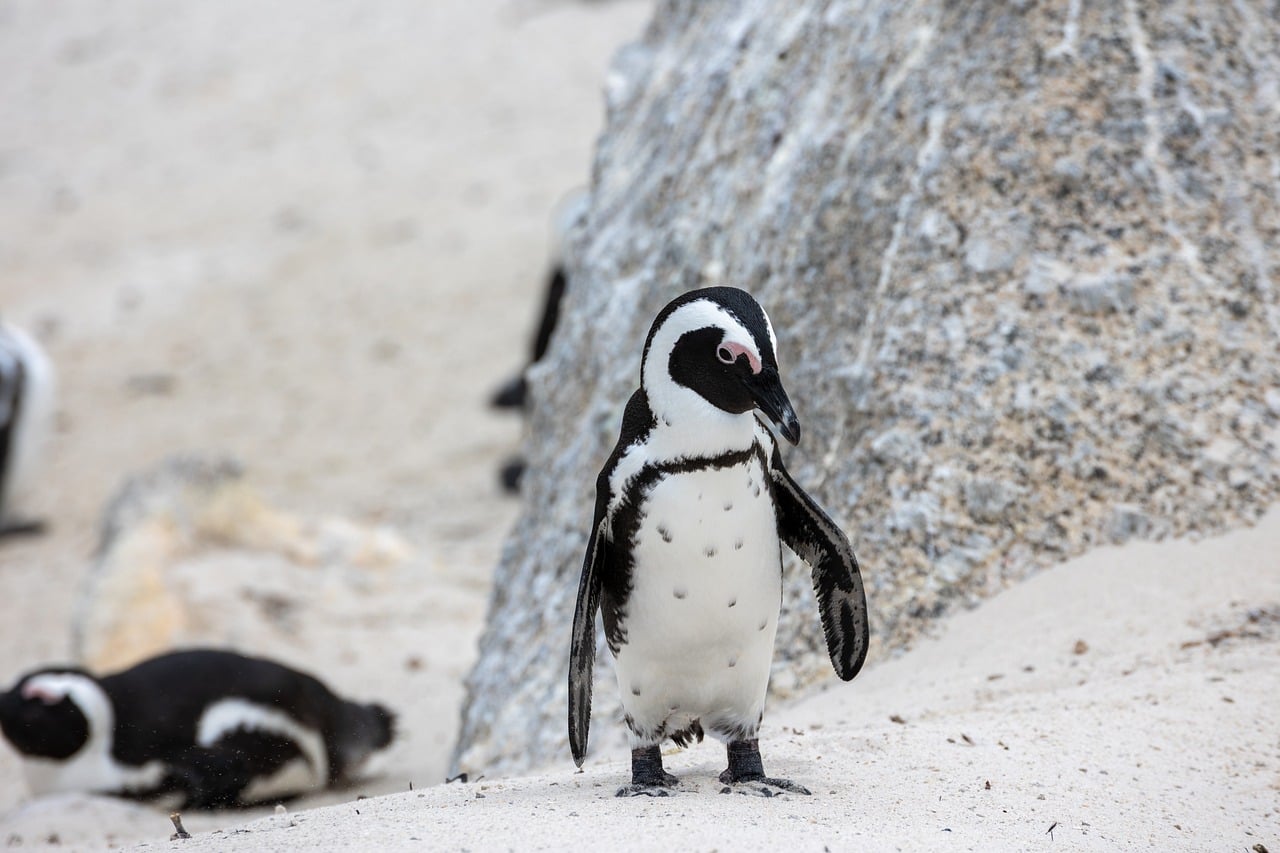 Penguin - free online jigsaw puzzle photo