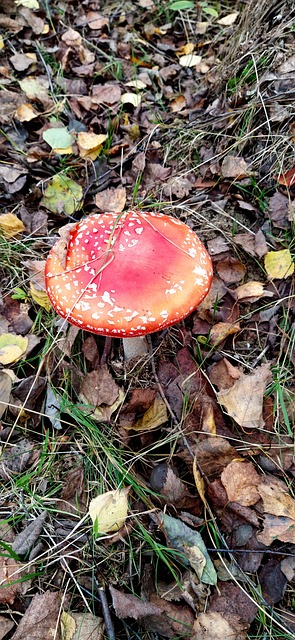 Free Fly Agaric Mushroom photo and picture