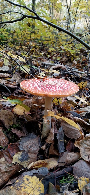 Free Fly Agaric Nature photo and picture