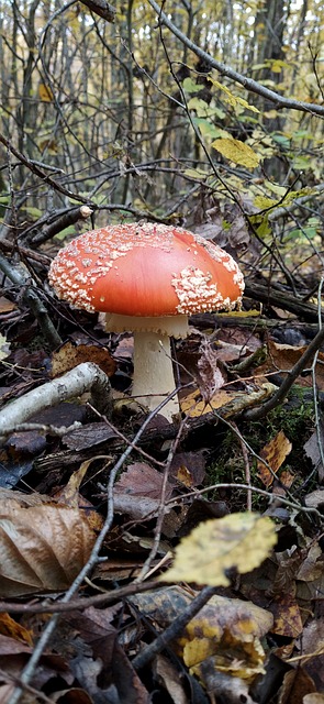 Free Fly Agaric Forest photo and picture