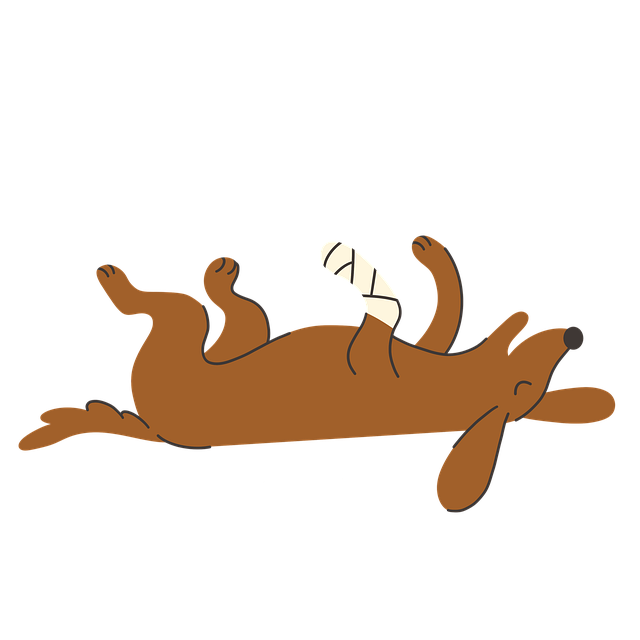 Hund, Bandasje, Dyrepleie