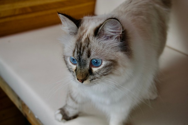 Free Cat Blue Eyes photo and picture
