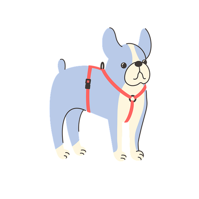 Fransk Bulldog, Anatomisk Sele, Rød Sele