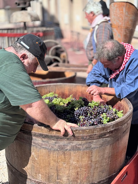 Ernte, Wein, Wein Machen, Weintrauben