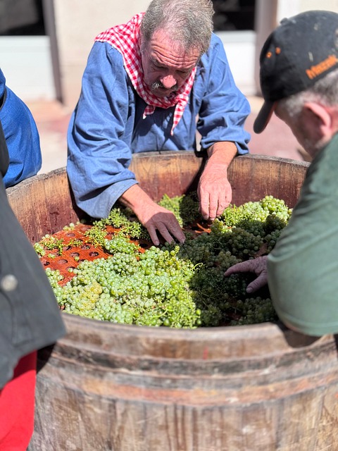 Wein Machen, Weintrauben, Ernte, Weingut
