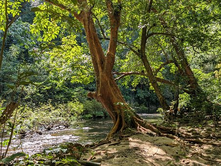 Free National Park Khao Sok photo and picture