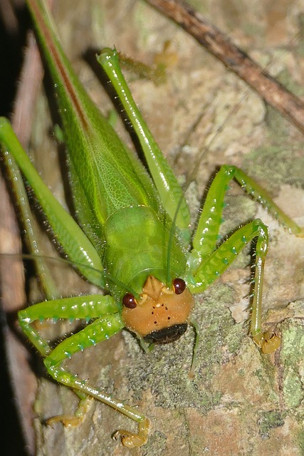 Free Grasshopper Insect photo and picture